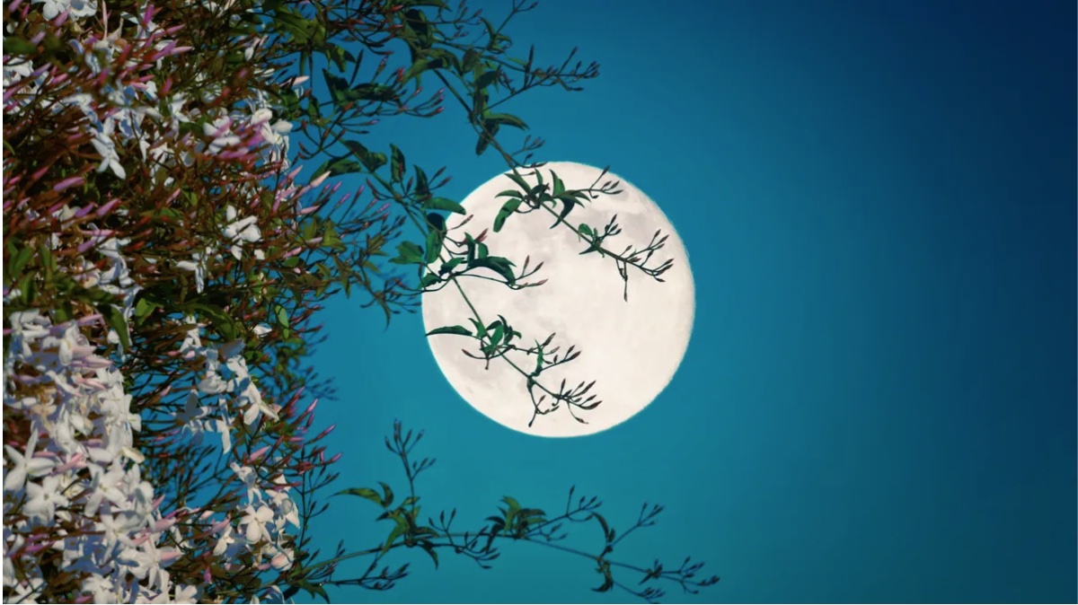 May 2025's Full Flower Moon: A Celestial Spectacle